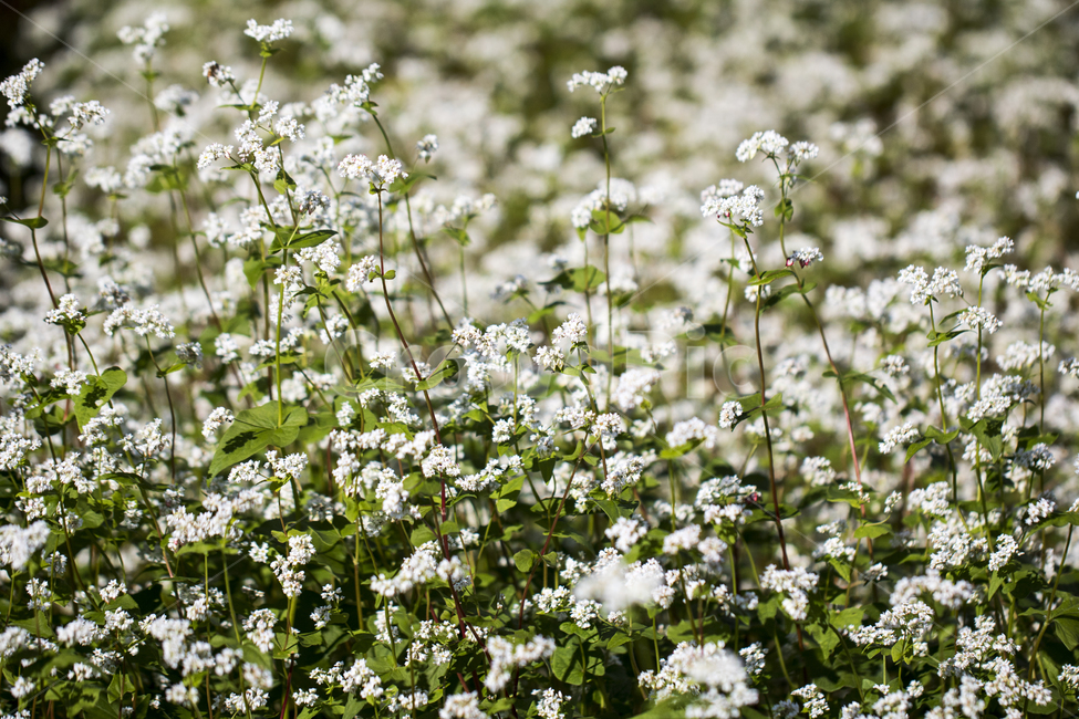 메밀꽃,메밀밭,꽃,식물,가을,식물,자연,plants,nature,꽃,flower