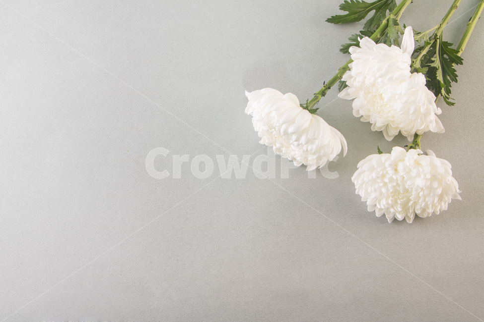 국화,꽃,식물,흰꽃,꽃잎,추모,배경,백그라운드,다울,식물,자연,plants,nature,꽃,flower