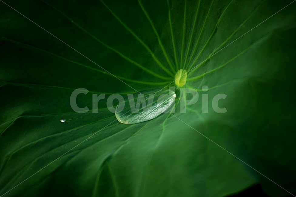 연잎,이슬,비,자연,풀,녹색,식물,자연,plants,nature
