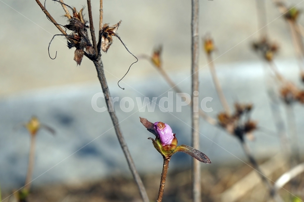 식물,봄,꽃눈,개화,자연,가지,plant,tree,blossom,branch,식물,자연,plants,nature,꽃,flower