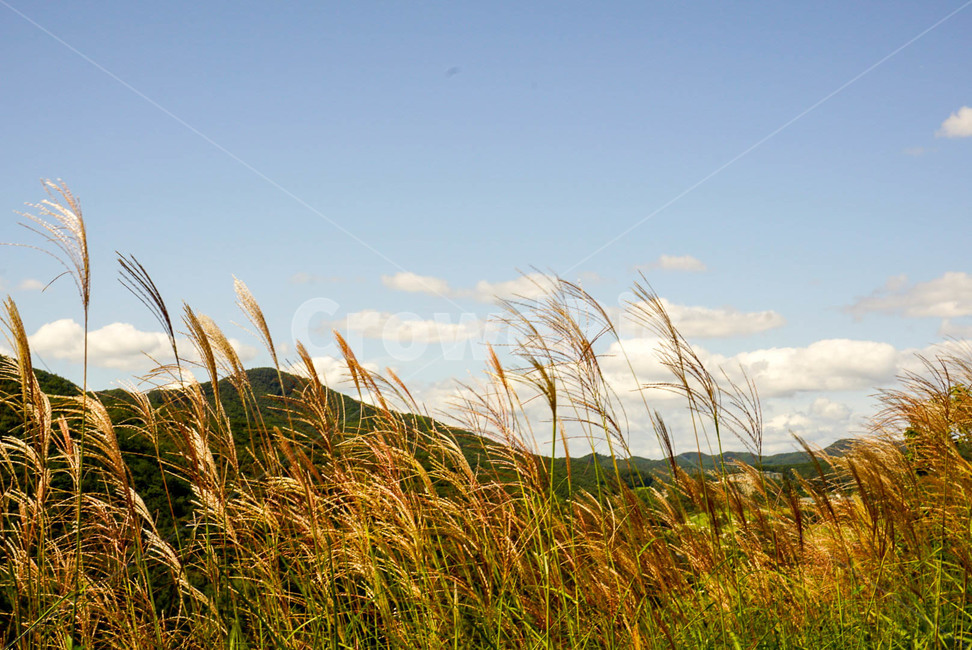 갈대,억새,하늘,풍경,가을,감성,계절,autumn,season,sky,감성사진,가을사진,여행,travel