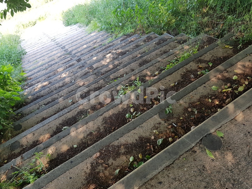 나무,계단,산책로,풀숲,들풀
