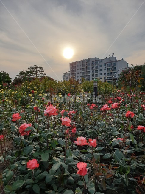 장미,장미축제,장미원,석양,꽃