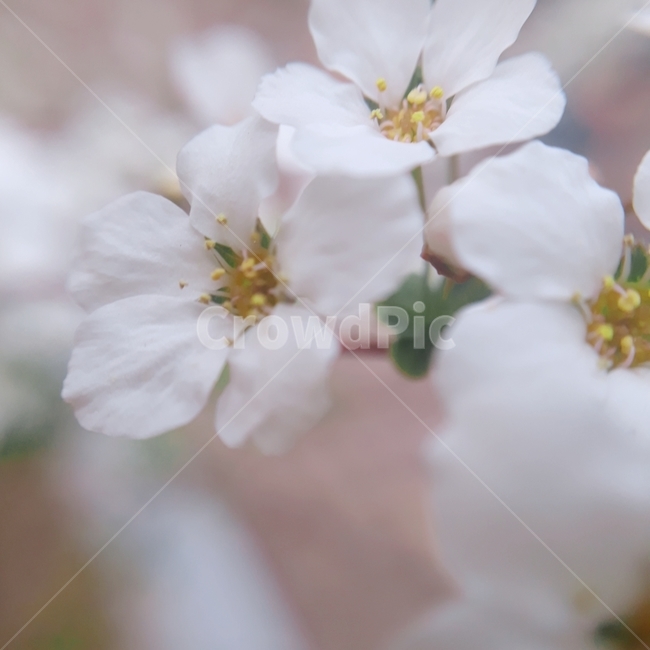 조팝나무,꽃,봄,흰색,flower,자연,식물,자연,plants,nature,꽃,flower