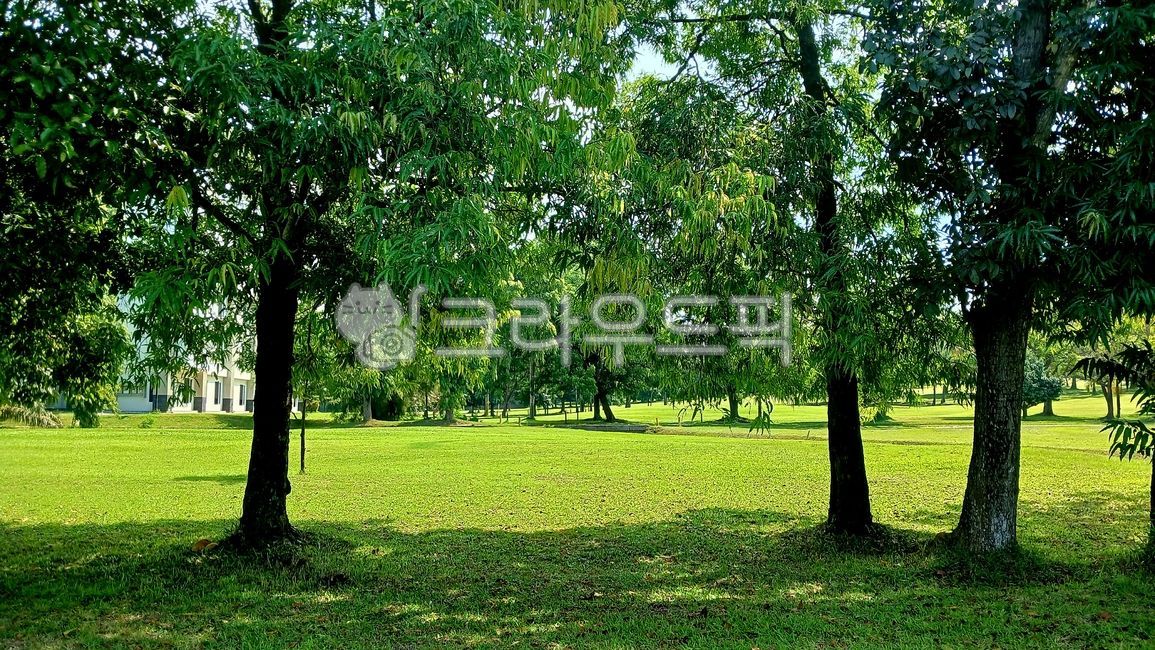 golf,field,golf course,fairway,golfcourse,Southeast Asia Golf