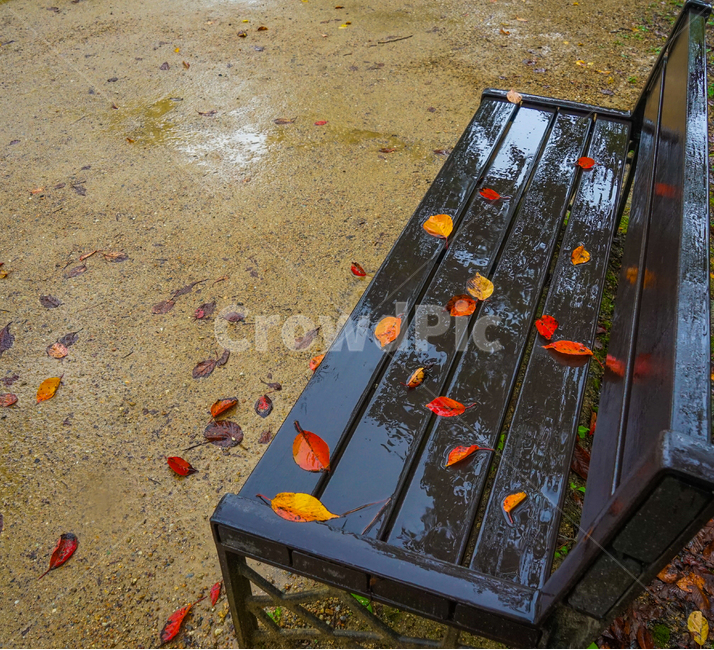 단풍,잎,잎파리,잎새,가을,비,낙엽,가을,계절,fall,autumn,season,비,비오는날,rain,rainy