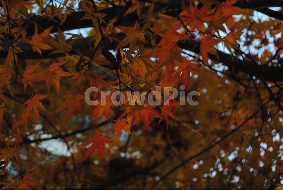 가을,plant,식물,leaf,잎,tree,나무,mapleleaf,단풍,단풍잎,가을,계절,fall,autumn,season