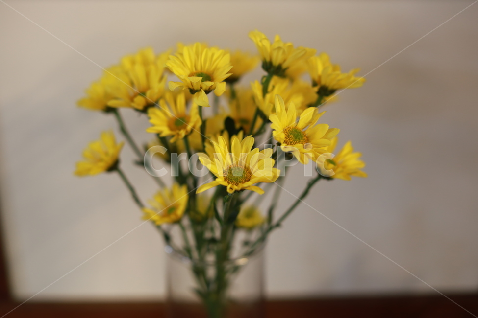 국화꽃,노란꽃,노란색,가을꽃,생화,식물,꽃,flower