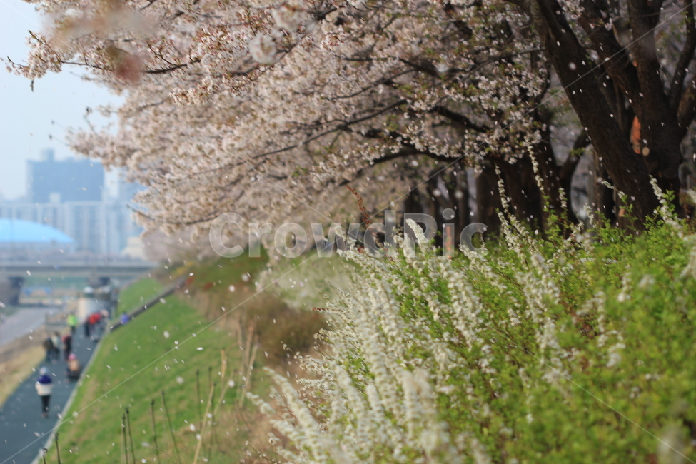 봄,꽃,벚꽃,길,안양천,spring,flower,cherryblossoms,road,봄,계절,spring,season,식물,자연,plants,nature,꽃,flower,plant,blossom,cherry blossom