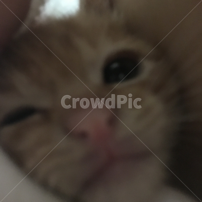 애완묘,고양이,유기묘,비몽사몽,길냥이,동물,animal,포유류,mammal,고양이,cat,kitten,kitty