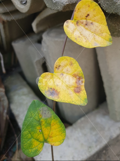 자연,가을,나뭇잎,단풍,잎,시골,식물,plant,leaf,가을,계절,fall,autumn,season,veins,정맥