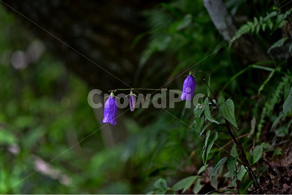 금강초롱꽃,야생화,식물,자연,꽃,생태,힐링,플라워,wildflower,flower,plants,nature,season,감성,느낌,emotion,feeling,여름,여러해살이풀,초롱꽃과,금강초록꽃속,자주색,식물,자연,plants,nature,꽃,flower