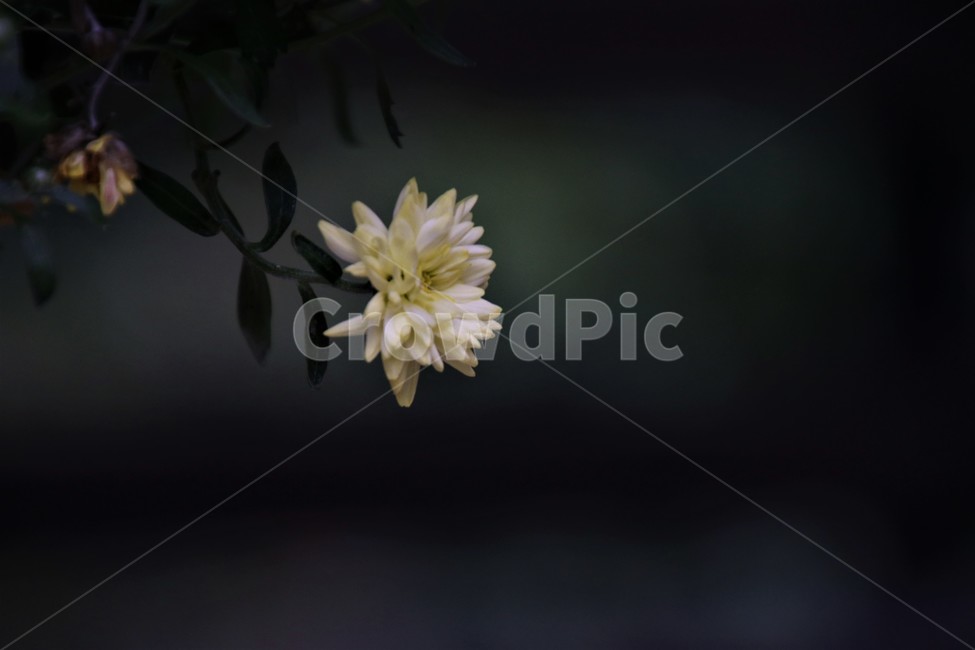 국화,가을,꽃,들꽃,노란꽃,아웃포커싱,아웃포커스,식물,자연,plants,nature,꽃,flower