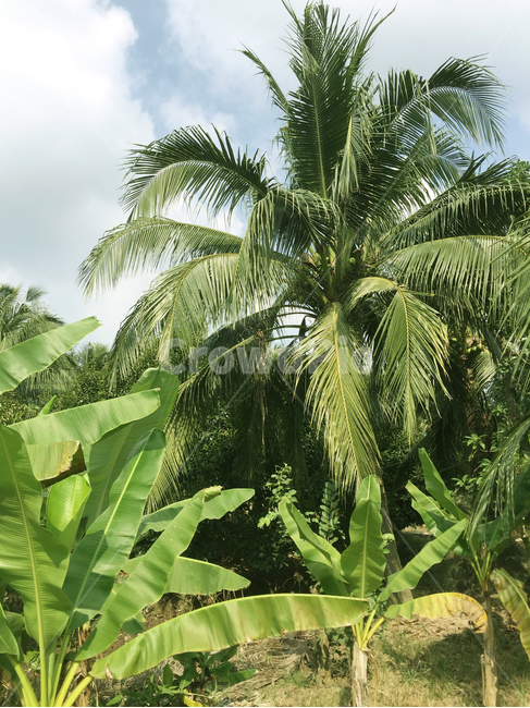 야자수,코코넛나무,야자,나무,식물,숲,초목,tree,plant,palmtree,arecaceae,vegetation,베트남,동남아자연풍경,정글,초록,하늘,botanic,botanical,보타닉,식물원,야자나무,동남아,열대나무,식물,자연,plants,nature