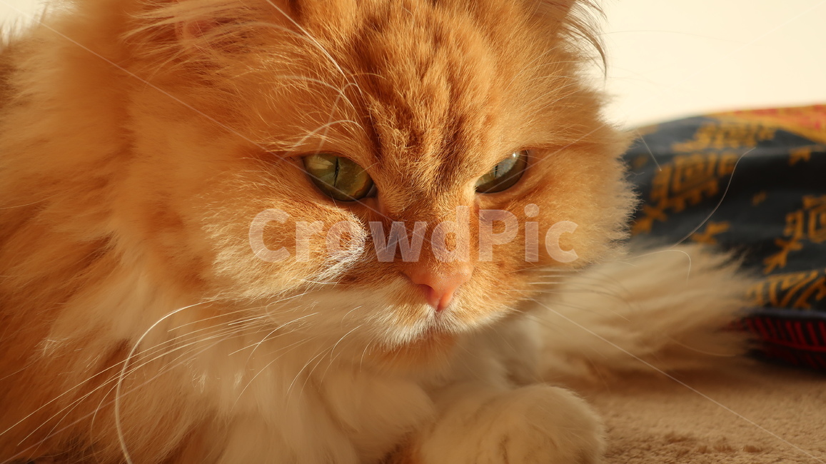 아기고양이,고양이,페르시안,노란고양이,치즈고양이,페르시안친칠라,귀여운,반려동물,애완동물,cat,kitten,kitty,포유류,자연,동물,animal,mammal,반려묘,페르시안고양이,품종묘,동물,animal,포유류,mammal,고양이,cat,kitten,kitty