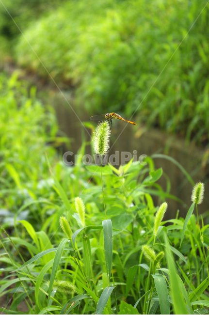 잠자리,곤충,강아지풀,식물,plant,식물,자연,plants,nature,동물,animal,곤충,벌레,insect,bug