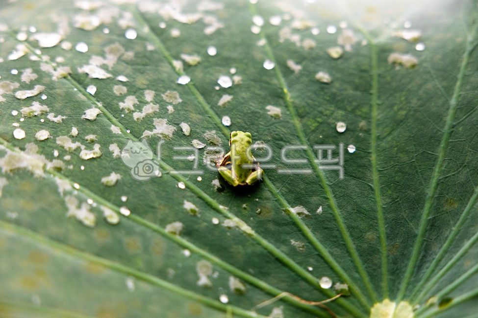 개구리,청개구리,연잎,연꽃잎,frog,동물,animal,빗방울,물방울,비,자연,nature