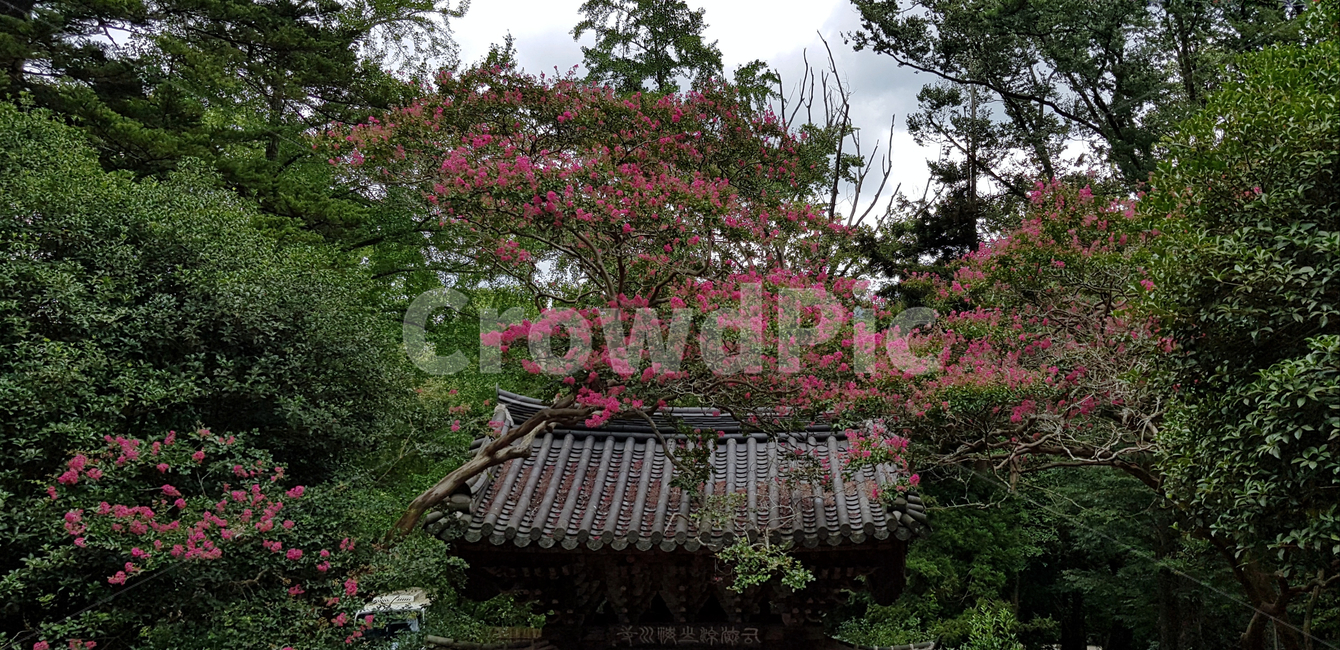 절,전통,기와집,고즈넉,꽃,한옥