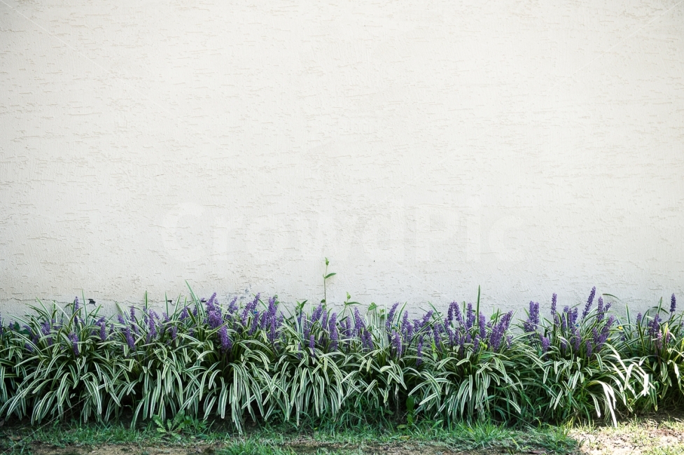 정원,맥문동,벽,스냅,꽃,식물,자연,plants,nature,꽃,flower