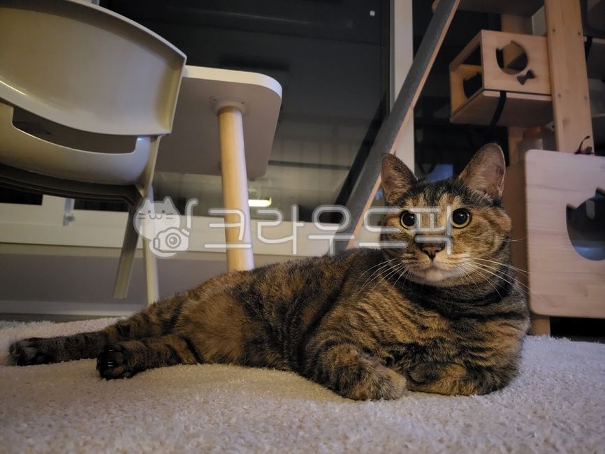 예쁜고양이,고양이눈,미묘,캣타워,휴식,고양이,cat