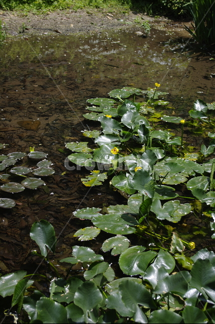 연꽃,수생식물,초록,잎,식물,plant,연못,식물,자연,plants,nature