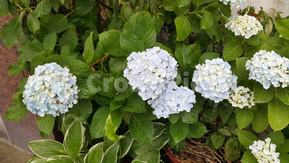 수국,자연,식물,흰꽃,꽃,비오는날,물방울,빗방울,flower,nature,식물,자연,plants,nature,꽃,flower
