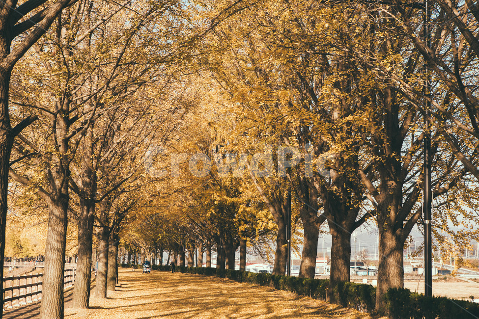 tree,나무,plant,식물,가을,단풍,은행,은행나무,가을,계절,fall,autumn,season,자연,풍경,nature,landscape,한국자연풍경,한국자연경관,korea nature landscape,tree trunk,나무 줄기