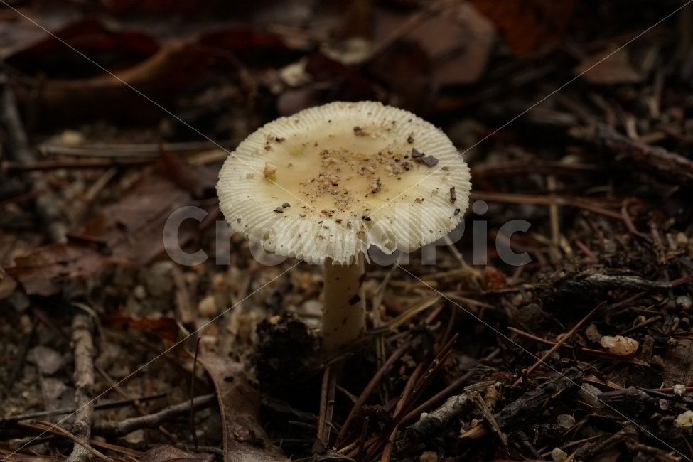 버섯,식물,자연,야채,과일,열매,mushroom,산,산길,나뭇가지,등산,산책,땅,흙,한국자연,한국의자연,snap,snapshot,스냅,스냅사진,스넵,스넵사진,풍경,landscape,시골,country,식물,자연,plants,nature