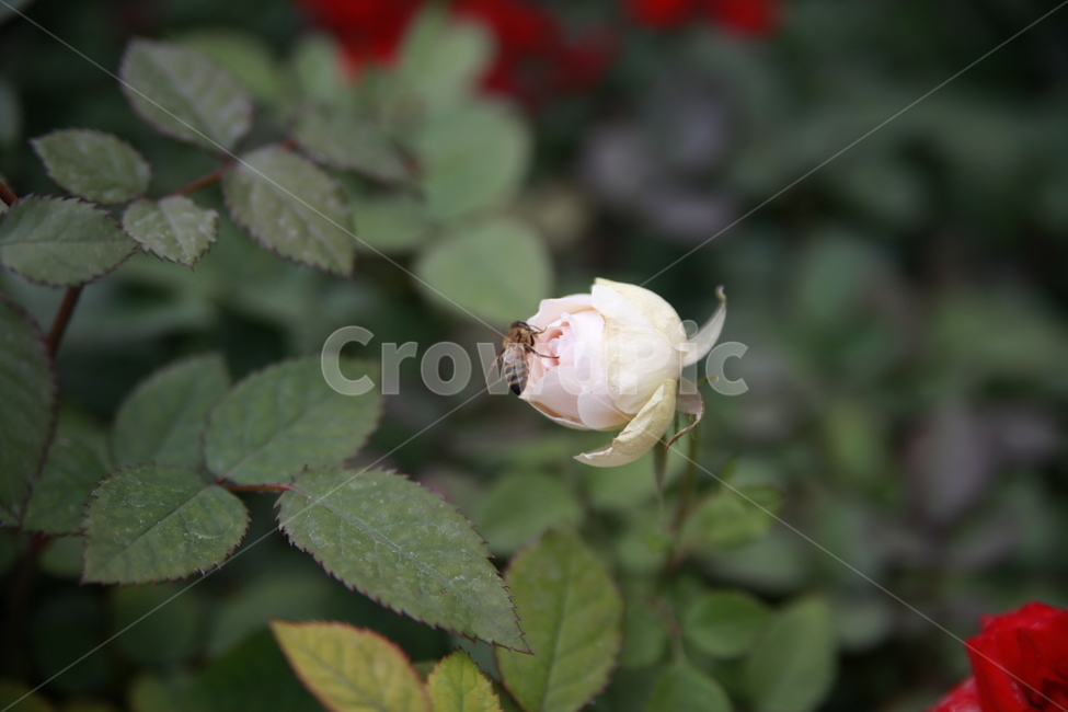 봄꽃,꽃,아름다움,봄소식,식물,클로즈업,식물,자연,plants,nature,꽃,flower