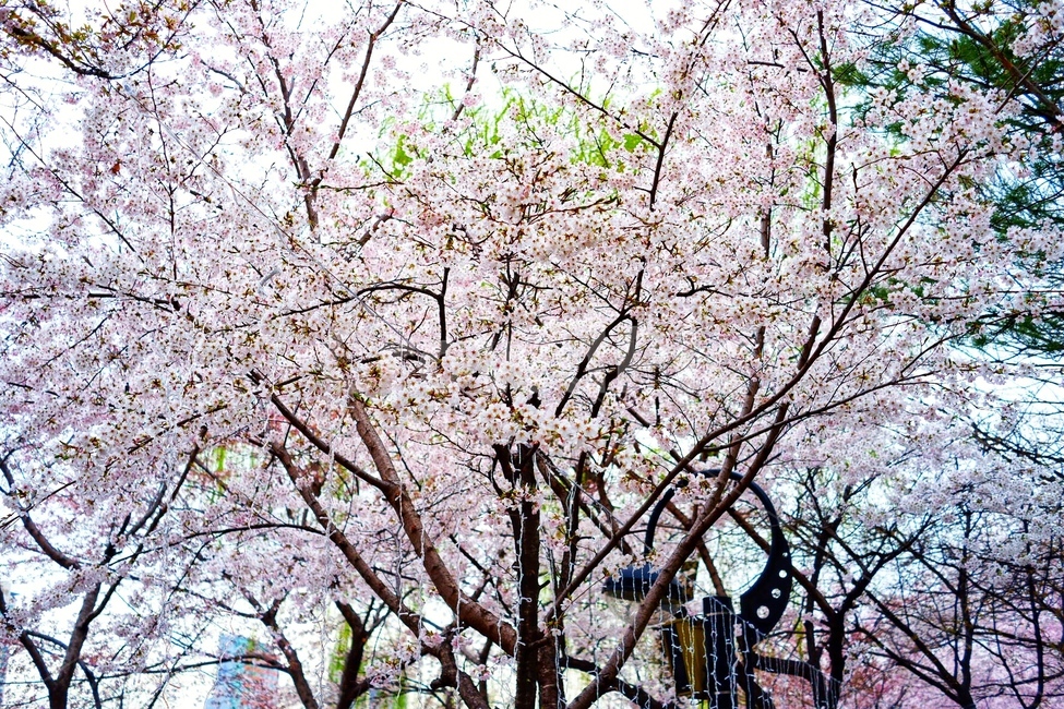 벚꽃,봄,꽃,분홍색,나무
