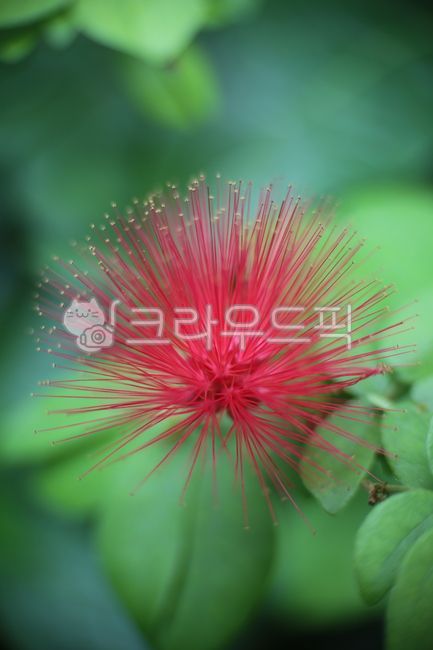 plant,Red Powder Puff,flower