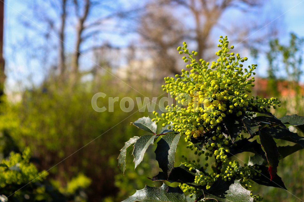 꽃나무,꽃,flower,tree,spring,summer,season,봄,여름,열매,나무,초록색
