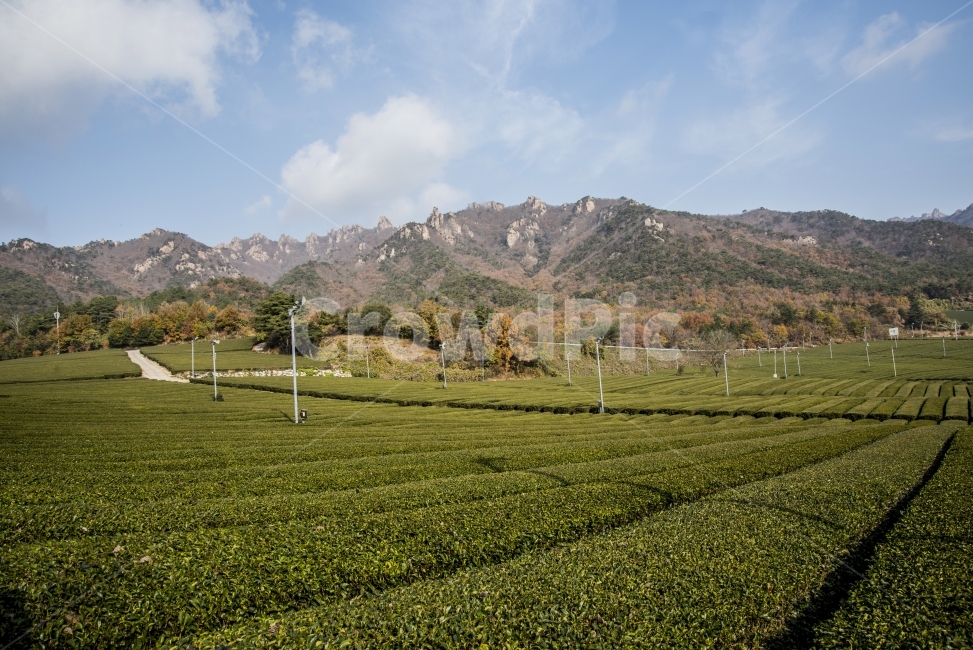 녹차밭,자연,하늘,산,구름,가을,계절,fall,autumn,season,자연,풍경,nature,landscape,한국자연풍경,한국자연경관,korea nature landscape,시골,마을,country,rural,town,outdoors,옥외,field,들,grassland,목초지