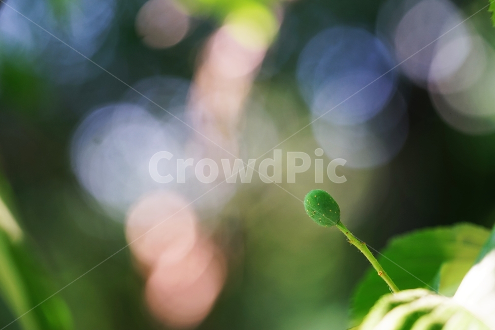 Red bean pear fruit,mountain pear tree,morning sunlight,Sorbus pear tree,tree,native tree