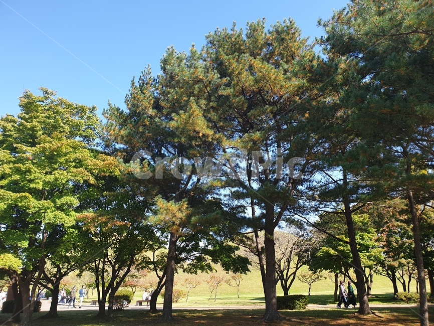 tree,나무,plant,식물,treetrunk,나무줄기,경주,한국경주,소나무,풍경,자연,풍경,nature,landscape