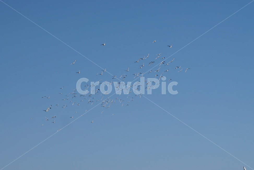 대군,animal,동물,bird,새,갈매기떼,바닷가새,갈매기무리,동물,animal,조류,새,birds