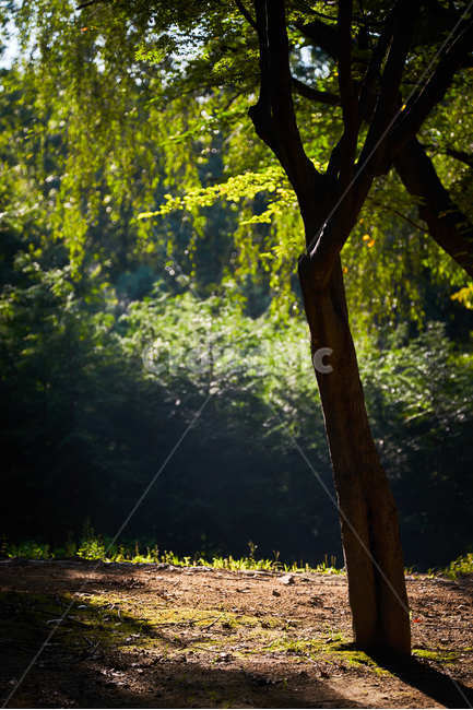 자연,휴식,빛내림,녹음,푸르름,안락,쉼터,식물,자연,plants,nature,나무,trees,wood,휴식,힐링,rest,relaxation,healing