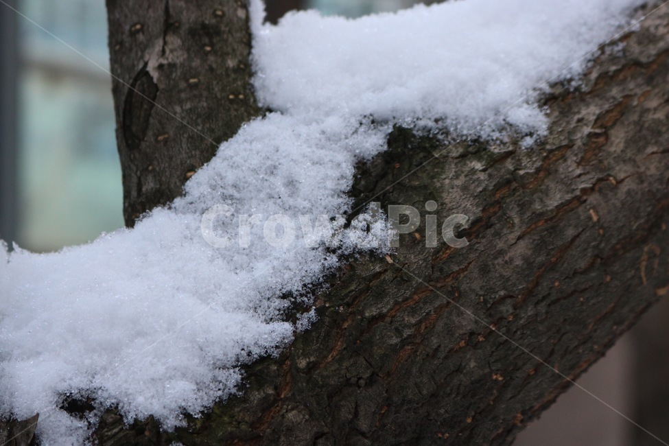 나무,눈,자연,갈색,흰색,tree,ki,snow,yuki,nature,brown,chairo,white,shiro,식물,plants,shokubutsu,겨울,winter,huyu