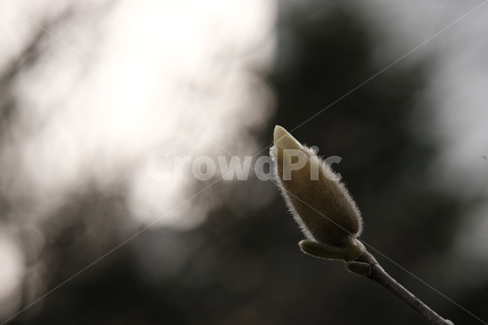 꽃봉오리,나무,봄,꽃,자연,식물,목련
