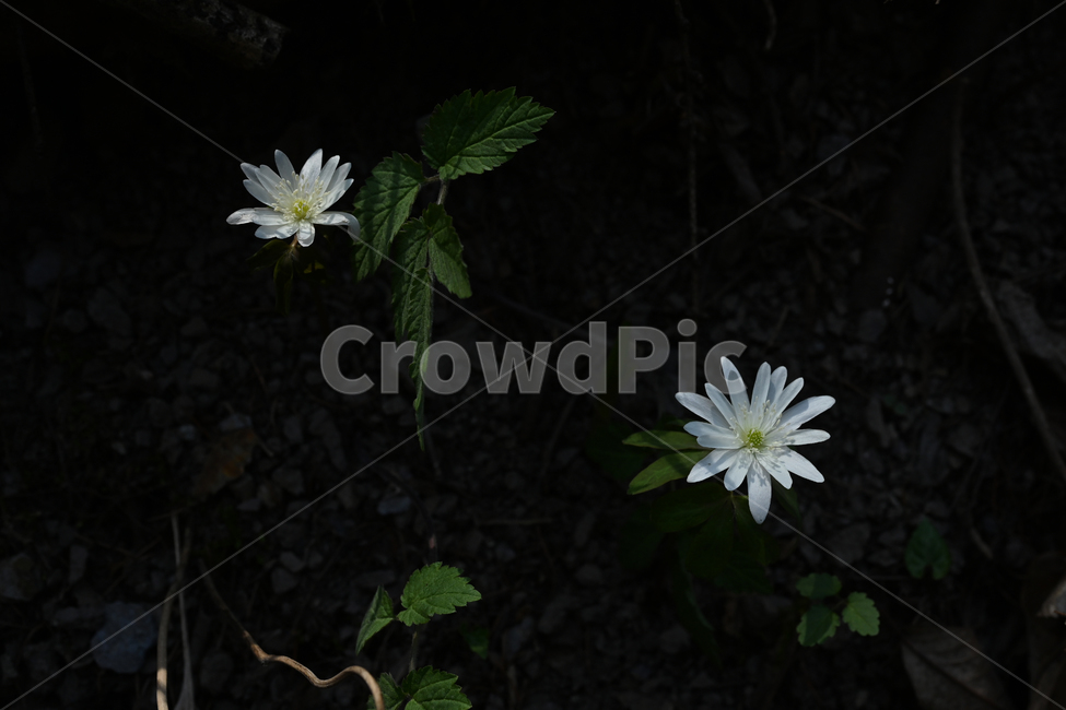 꿩의바람꽃,야생화,봄꽃,흰꽃,anemoneraddeana,주왕산,식물,자연,plants,nature,꽃,flower