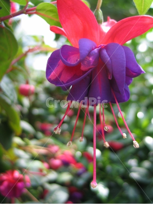 pollen,화분,plant,식물,후크시아,꽃,식물,자연,plants,nature,꽃,flower