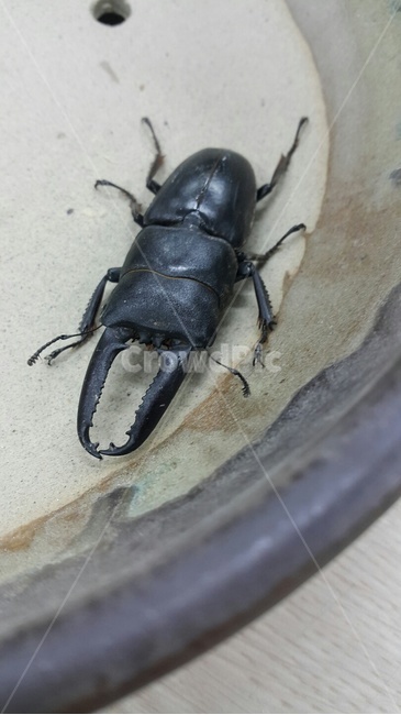 사슴벌레,곤충,도자기,집게벌레,벌레,곤충,벌레,insect,bug