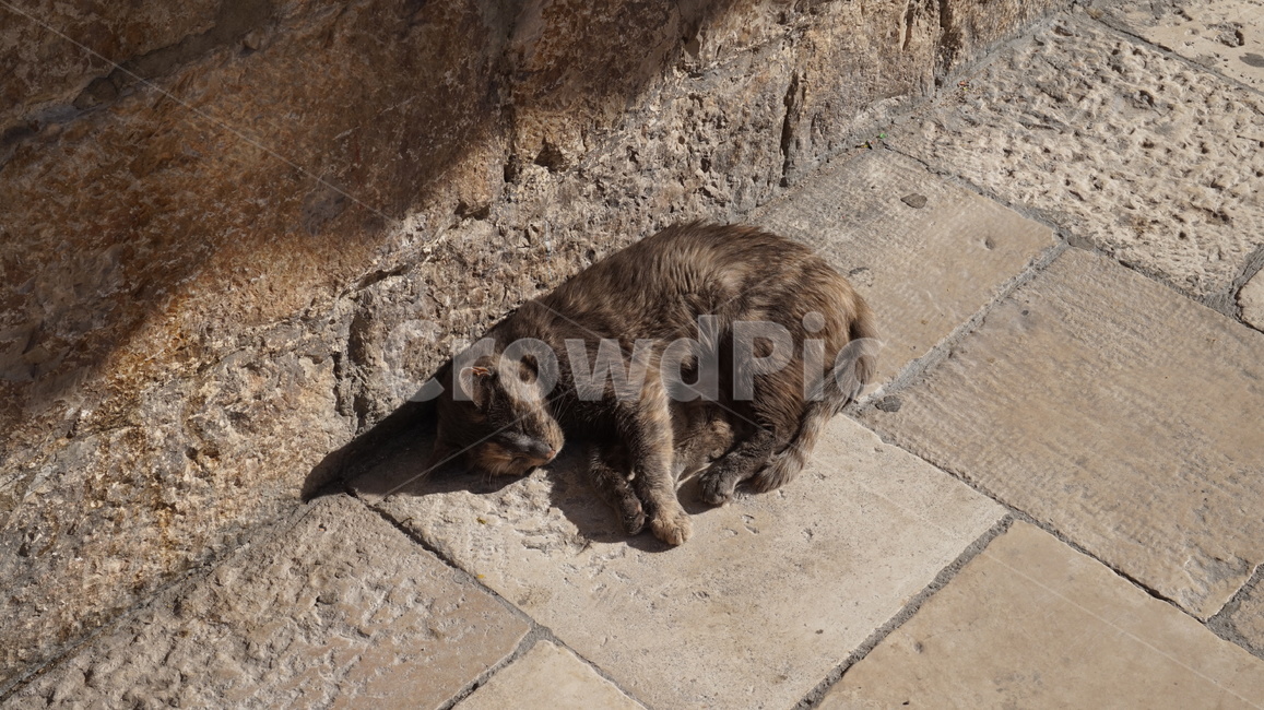 고양이,길고양이,귀여움,고양,냥냥,동물,동물,animal,포유류,mammal,고양이,cat,kitten,kitty