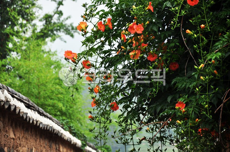 flowers,petals,leaves,garden,flower,beautiful,scenery,red,landscape,tree,colorful,orange,green,nature,yellow,orange,flora,scenery,vibrant,scenic,buds,branches,flower,outdoors,yellow,petals,blossom,red,beautiful,tree