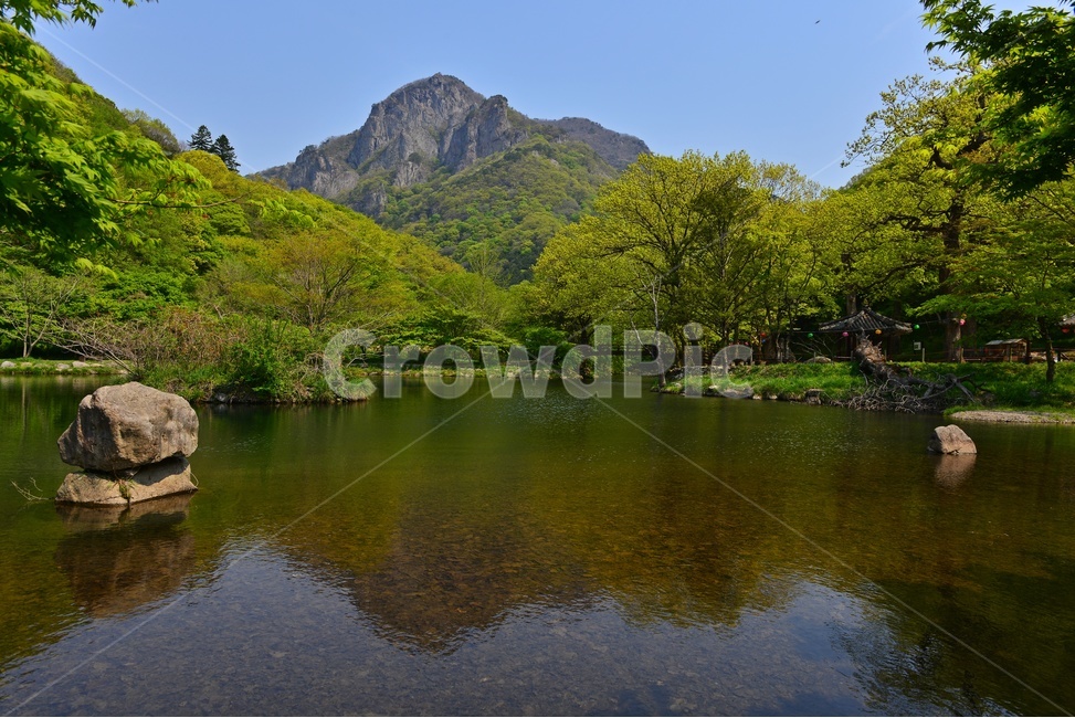장성,백양사,백양사봄,연두색,plant,식물,tree,나무,nature,자연,outdoors,옥외,반영,연못