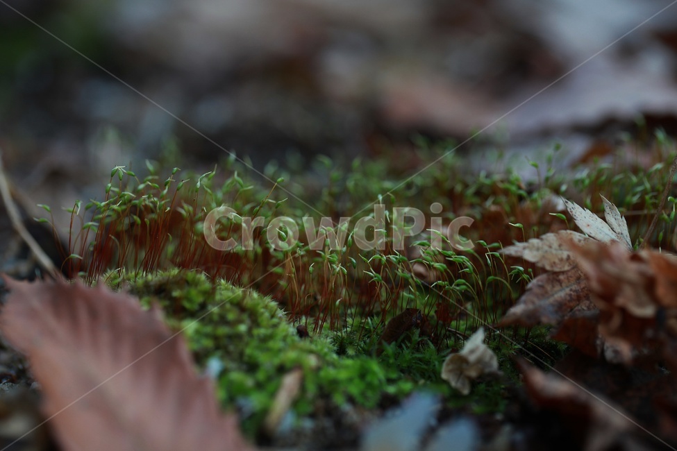 이끼,식물,초록색,낙엽,계곡,식물,자연,plants,nature