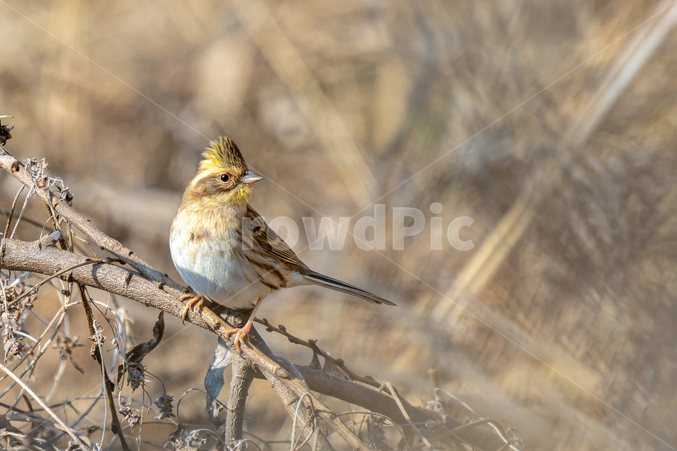 노랑턱멧새,멧새과,새,산새,텃새,동물,animal,조류,새,birds