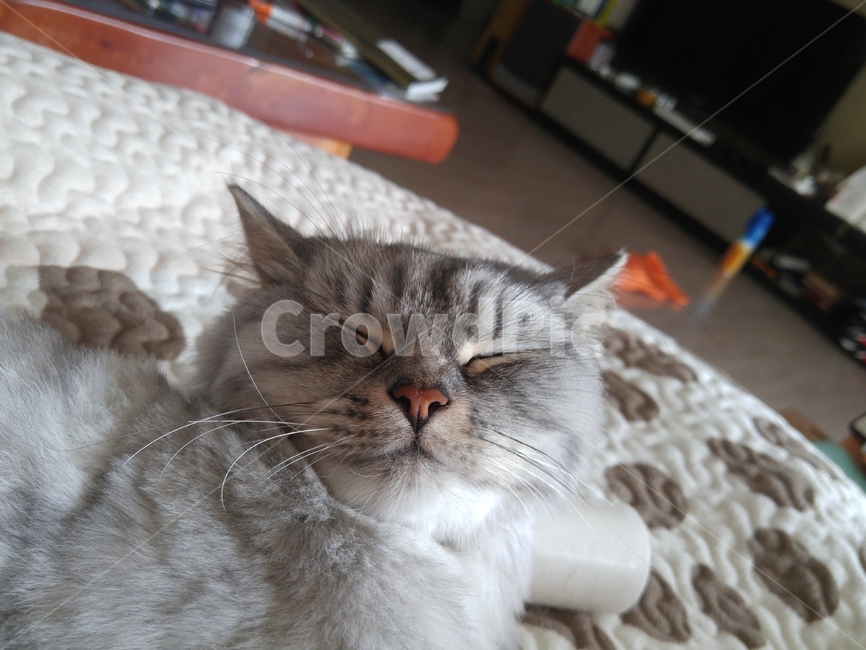 고양이,눈감은고양이,고양이애교,고양이정면,고양이얼굴,빨간코,cat,catclosedeyes,lovelycat