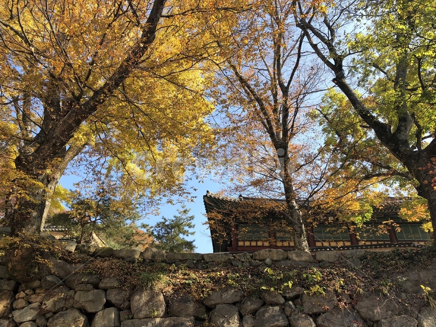 담장,돌담,단풍,광주,무등산,증심사,단풍나무,담쟁이,노란,푸른,가을,계절,fall,season,autumn,맑은,mountain,하늘,가을,계절,fall,autumn,season,tree,나무,plant,식물,tree trunk,나무 줄기