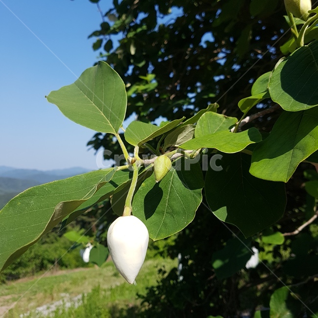 꽃,함박꽃나무,산목련,목란,북한국화